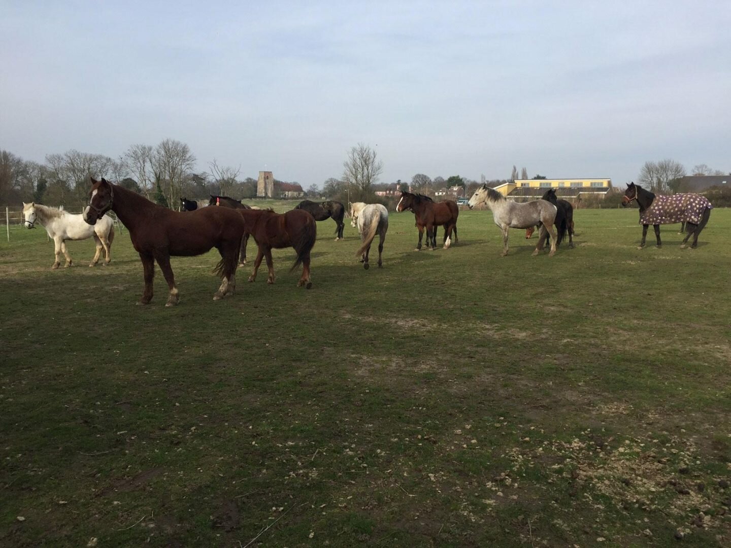 Walking the final section of the Essex Way, an 82 mile long trail from Epping to Harwich. Getting outdoors and supporting local females for International Women's Day.